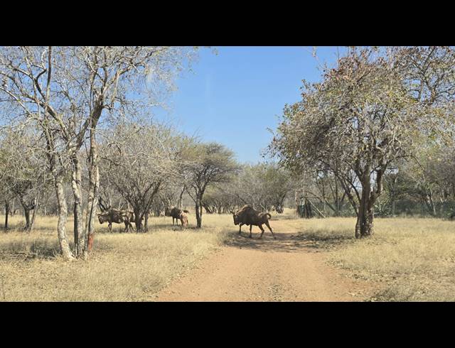 34.10HA SMALLHOLDING FOR SALE IN BELA BELA RURAL